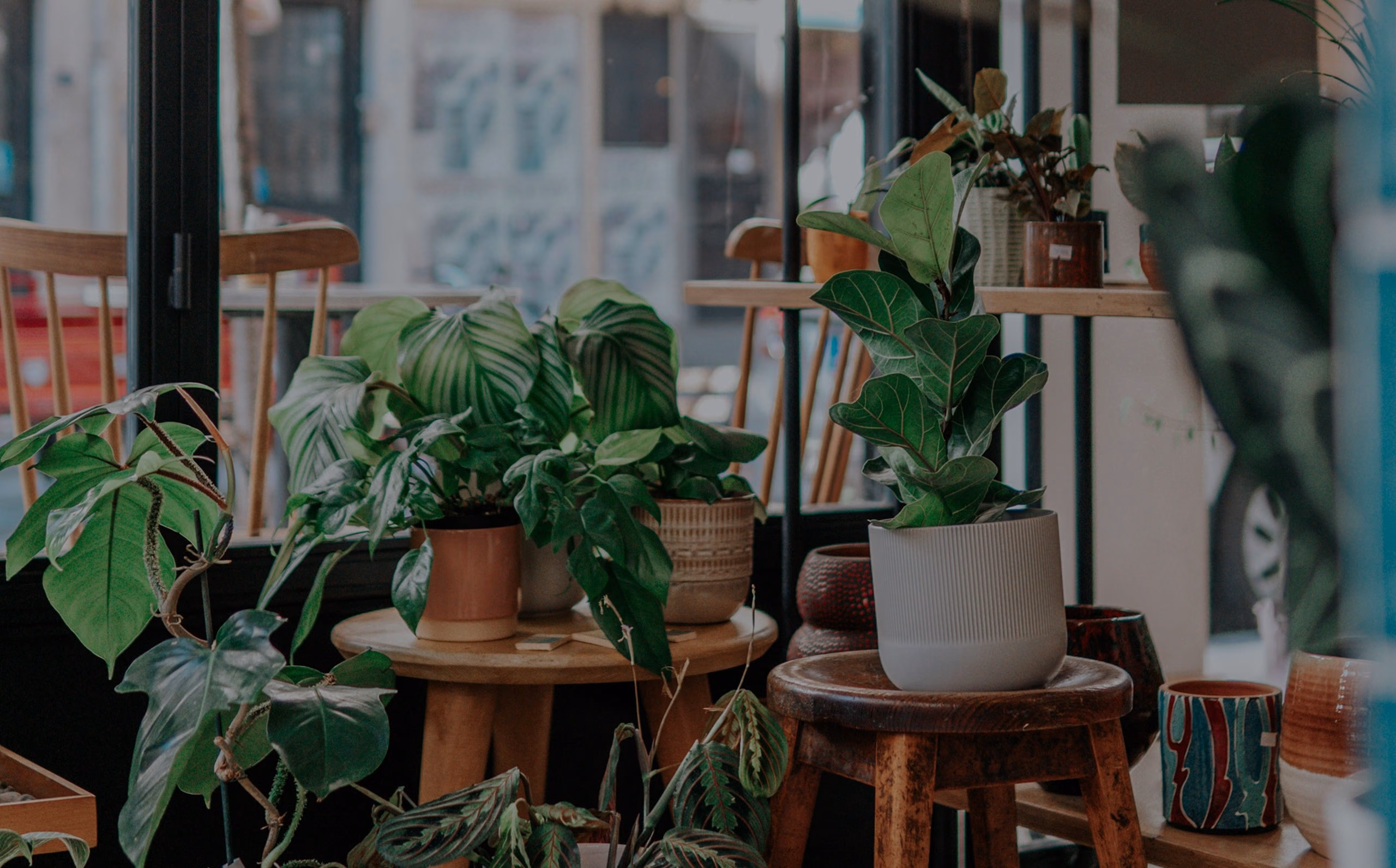 Plant-filled shop interior